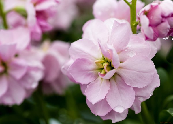 Маттиола макро