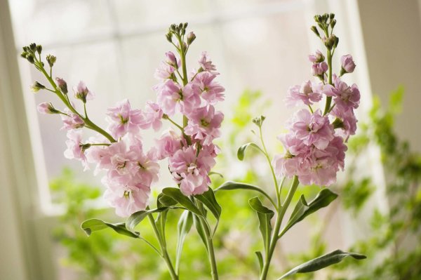 Маттиола левкой