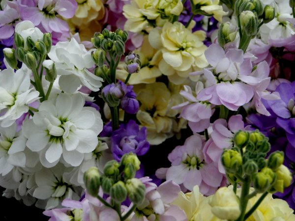 Маттиола левкой