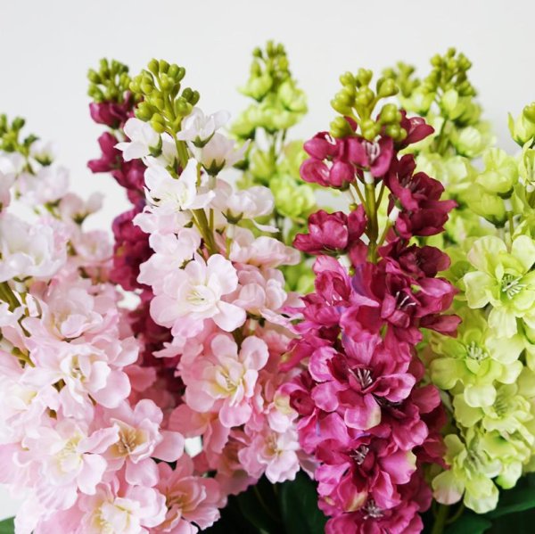 Маттиола цветы