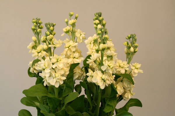 Маттиола левкой