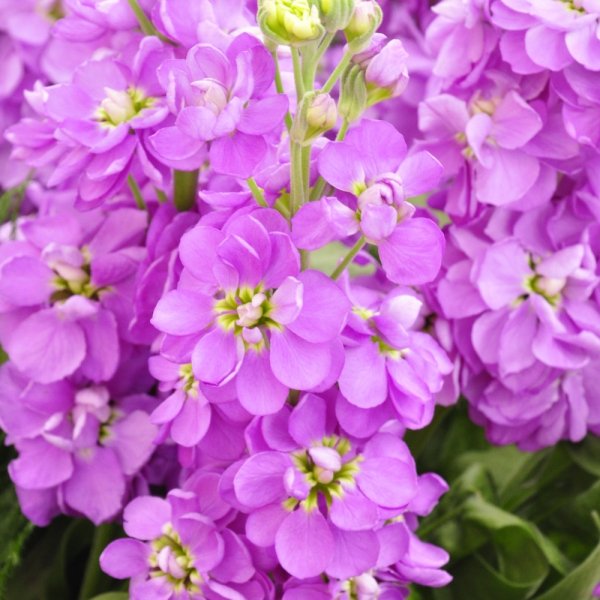 Маттиола Синдерелла