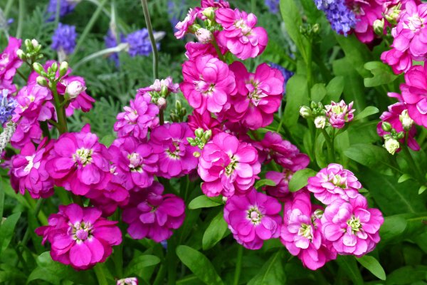 Цветы левкой и маттиола