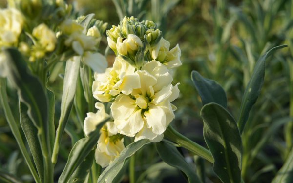 Левкой седой