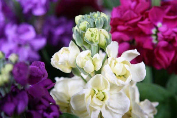 Маттиола цветы