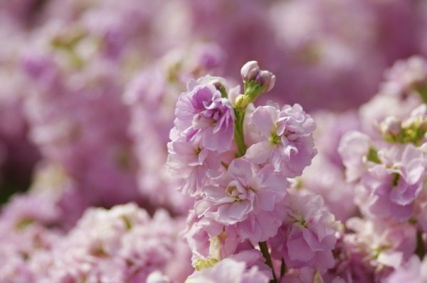 Маттиола розовая