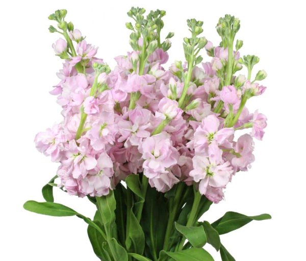 Маттиола кустовая