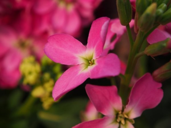 Маттиола черри блоссом