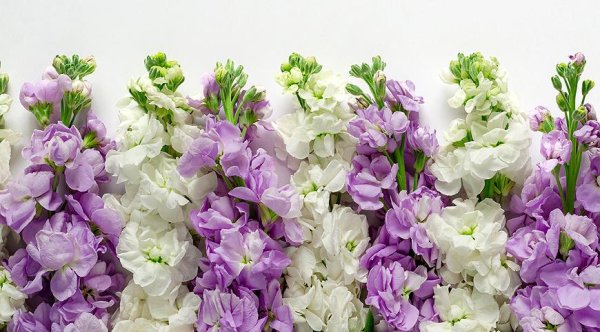 Левкой Софья