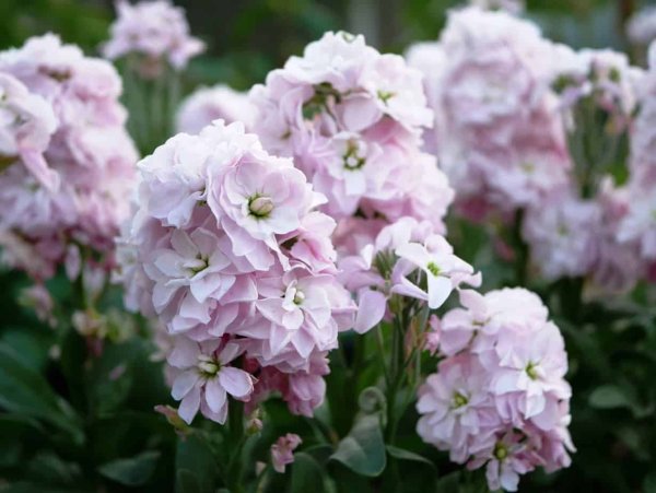 Маттиола Лилак