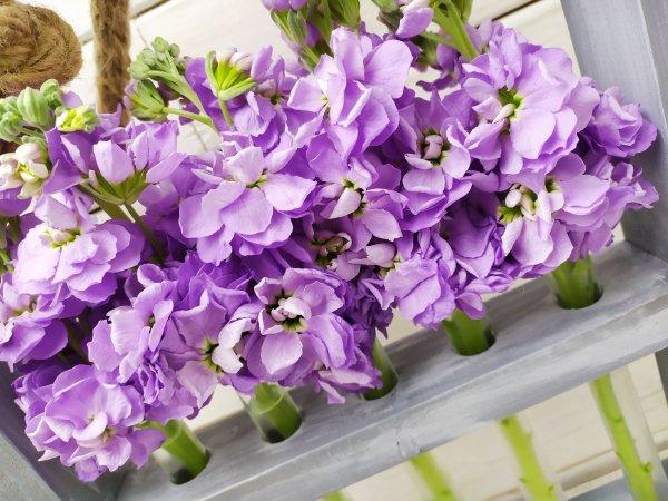 Маттиола Лавандовая