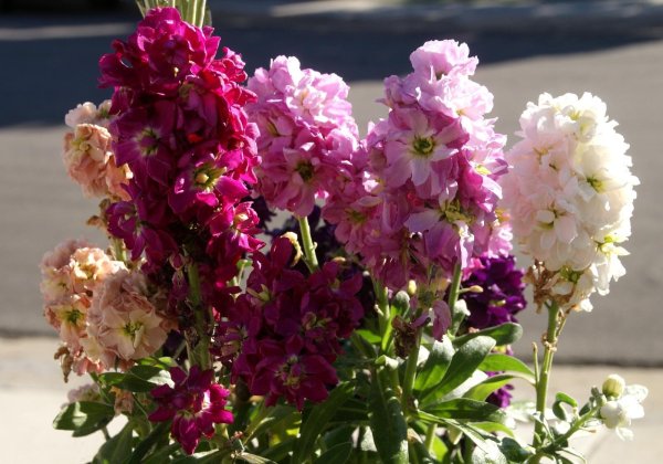 Маттиола левкой