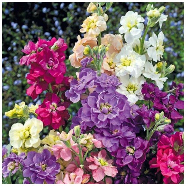 Цветы маттиола двурогая