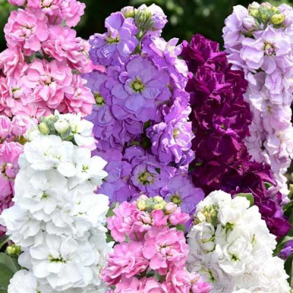 Маттиола Инкана