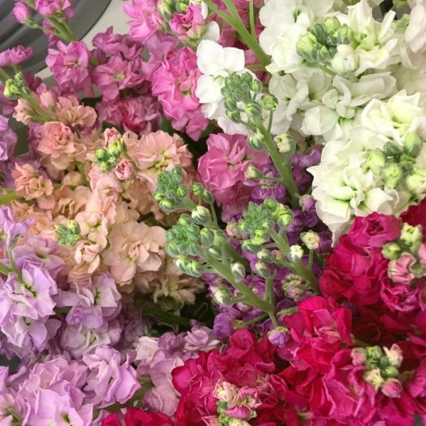 Маттиола метельчатая