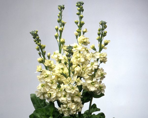 Маттиола Centum Cream