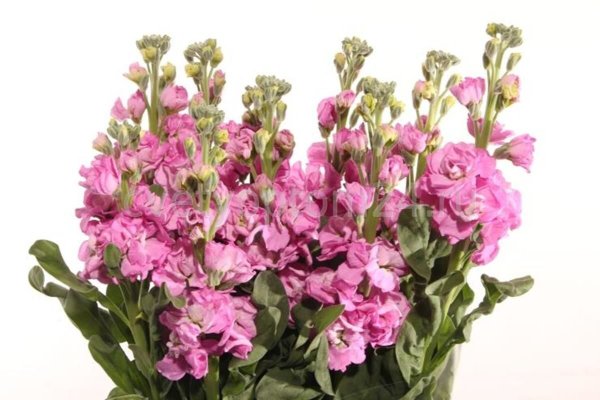 Маттиола Матильда