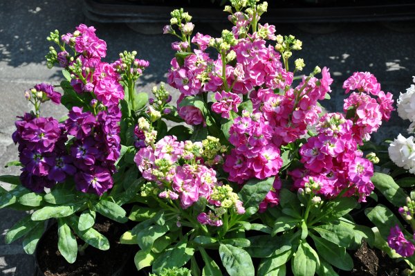 Маттиола Седая левкой