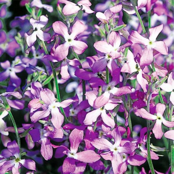 Маттиола двурогая ночная фиалка