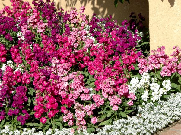 Маттиола Седая левкой