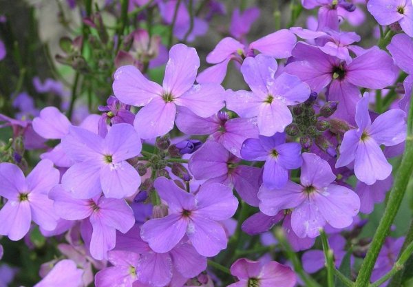 Левкои цветы многолетники