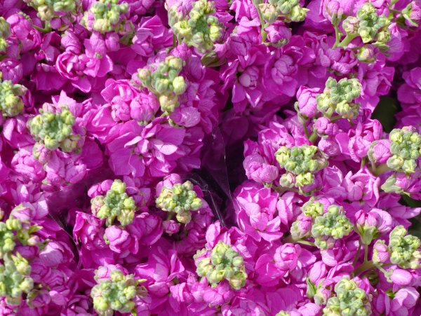 Маттиола левкой