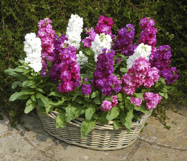 Левкой (Matthiola)