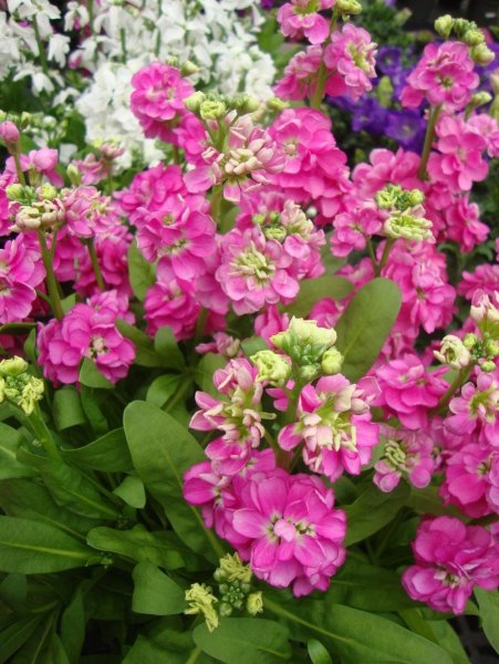 Левкой (Matthiola)