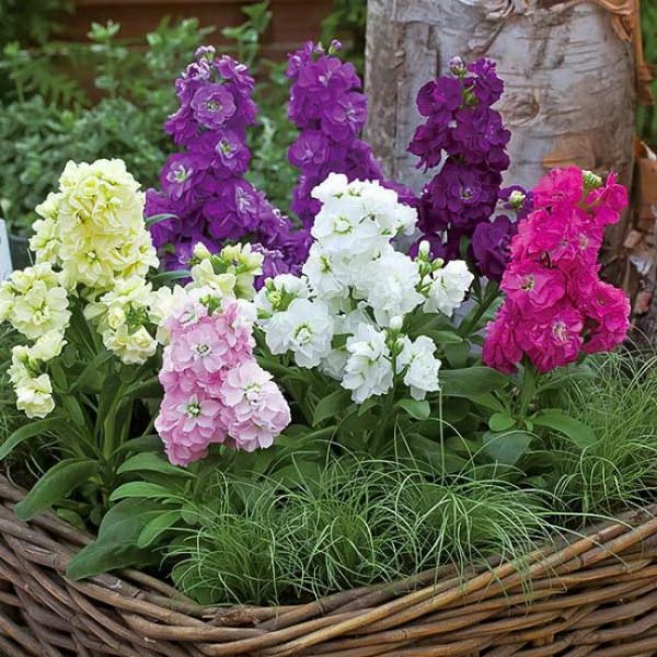 Маттиола левкой