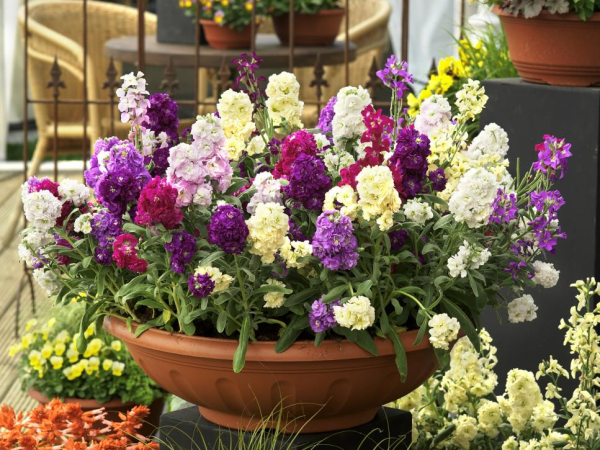 Левкой алиссум