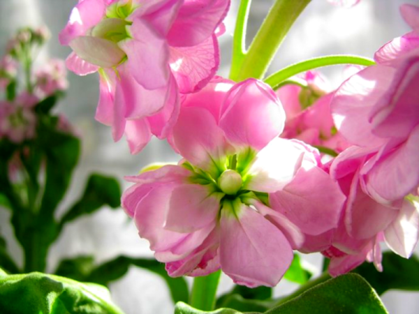 Маттиола макро