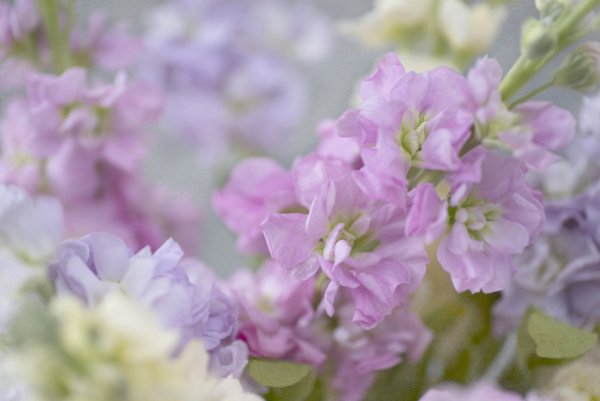 Левкой лиловый