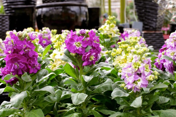 Маттиола Седая левкой