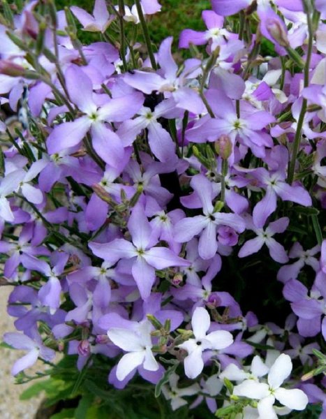 Цветы маттиола двурогая