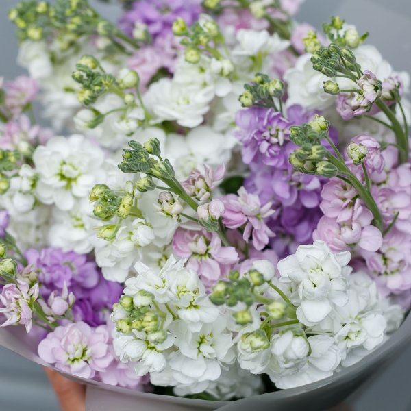 Маттиола микс