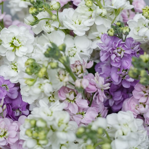 Маттиола левкой Букетная