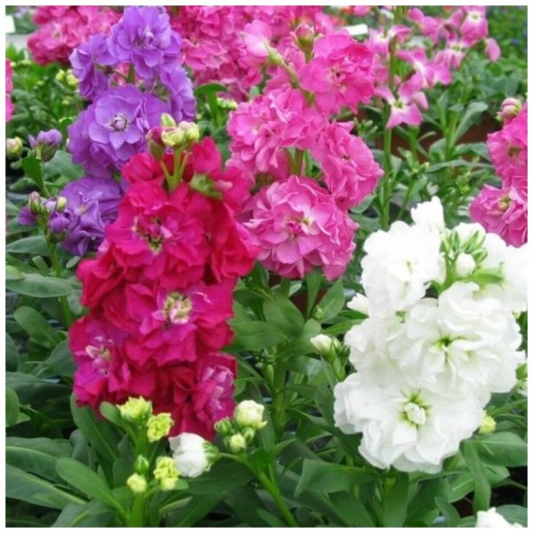 Маттиола левкой махровая