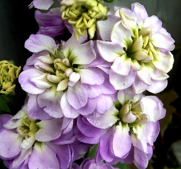 Маттиола Седая