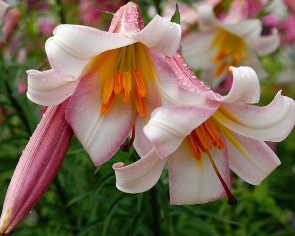 Открытки с пожеланиями