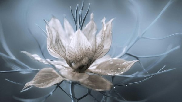 Серые цветы