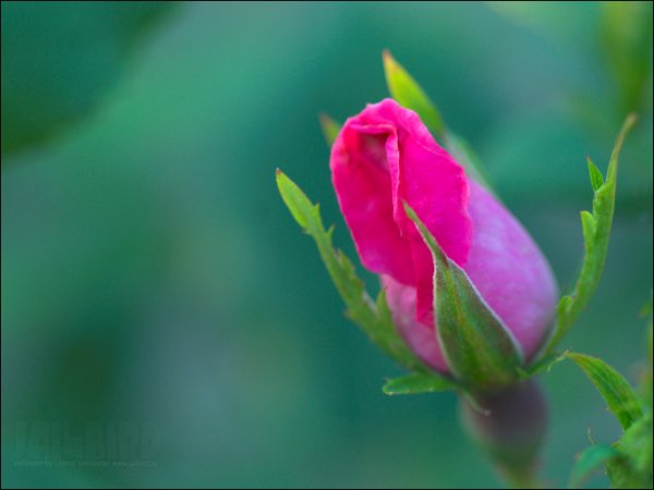 Распускающийся бутон