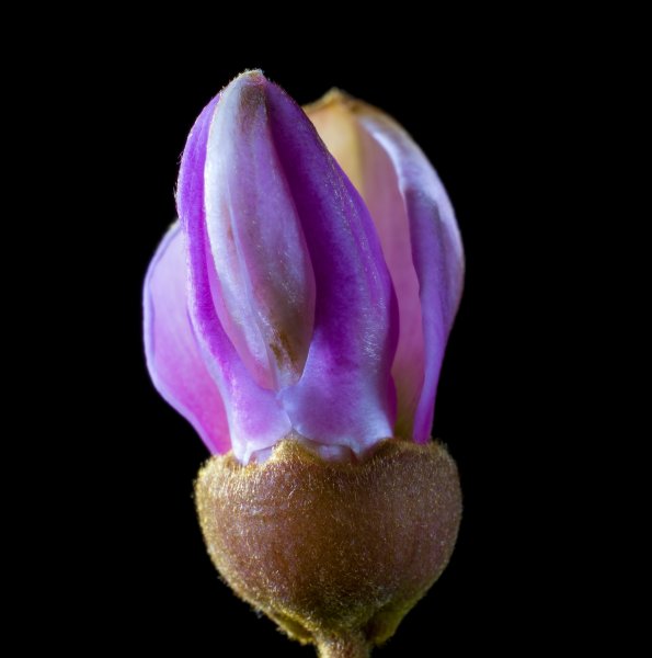 Распускающийся цветок