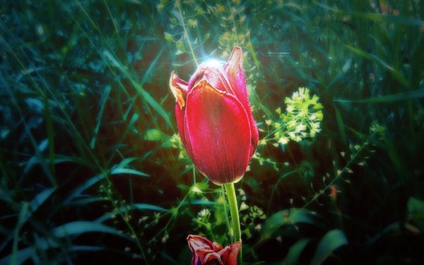 Роза Аленький цветочек