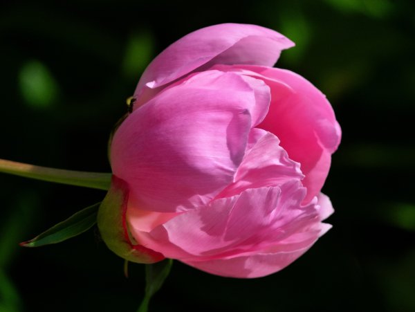 Pink Blooming Peony Flower