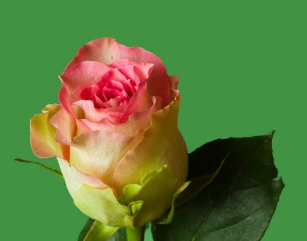 Гиф цветы распускаются