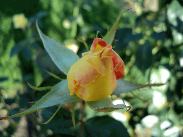 Цветочек распускается