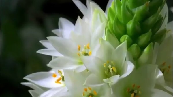 Цветок распускается-живой