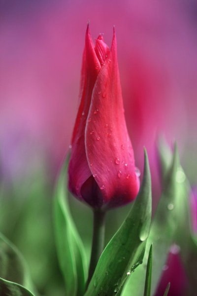 Цветок распускается-живой