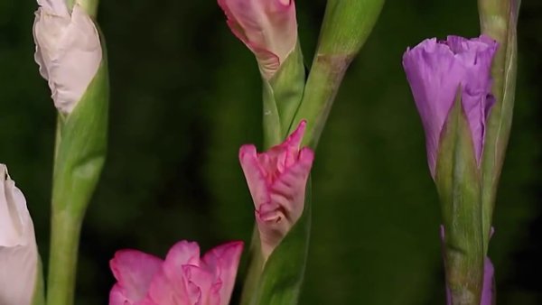 Гифки цветы распускаются