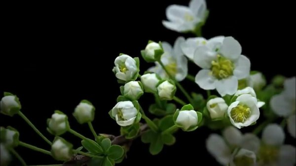 Роза полубутон